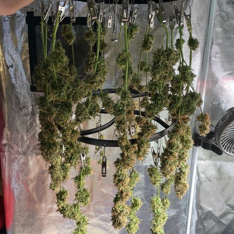 Milky Way - Variegated growlog timeline photo