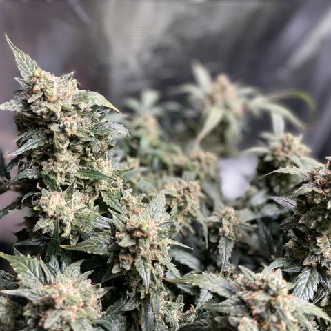 Sexxpot #2 growlog timeline photo