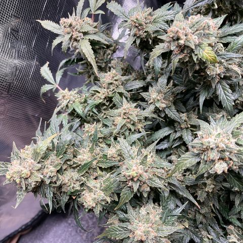 Sexxpot #2 growlog timeline photo