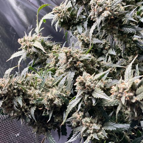 Sexxpot #2 growlog timeline photo