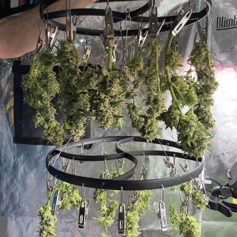 Sexxpot #2 growlog timeline photo