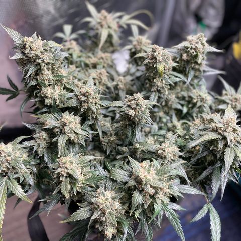 Sexxpot #2 growlog timeline photo