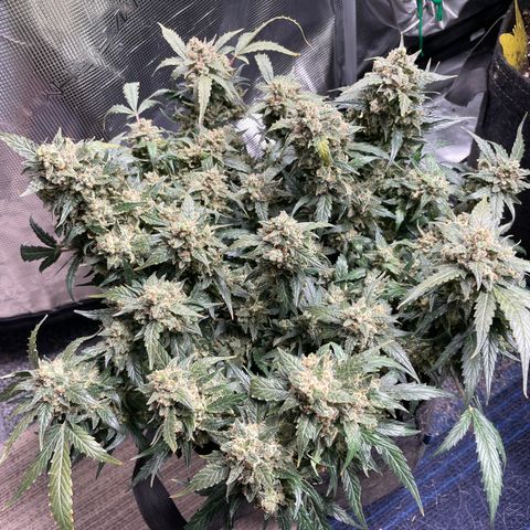 Sexxpot #2 growlog timeline photo