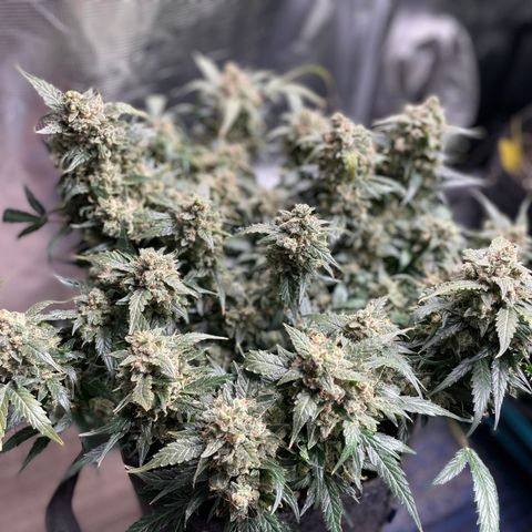 Sexxpot #2 growlog timeline photo