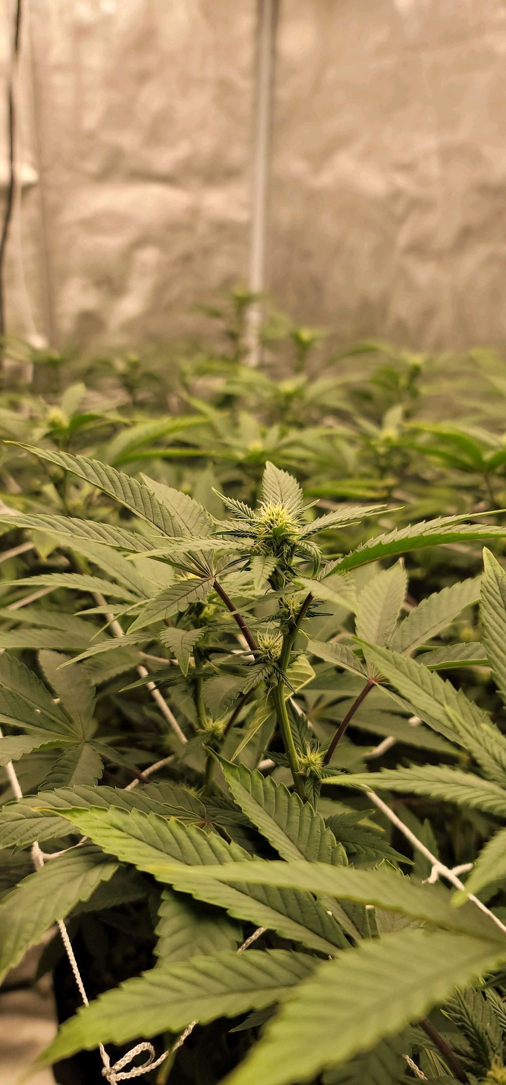 Pinkman Goo #1 growlog header