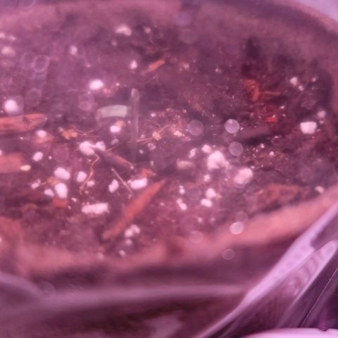 Pinkman Goo #1 growlog photo