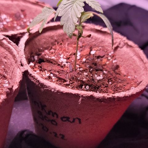 Pinkman Goo #1 growlog photo