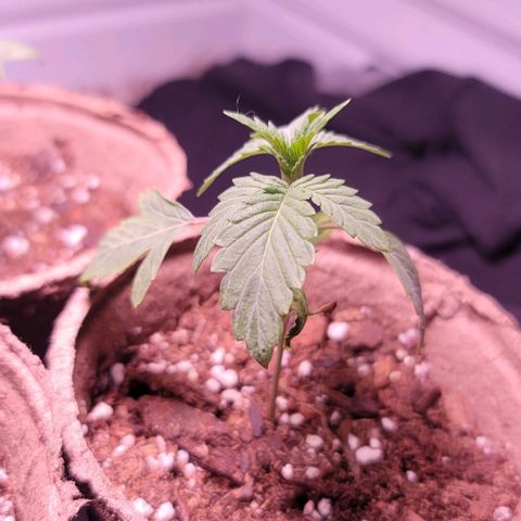 Pinkman Goo #1 growlog photo