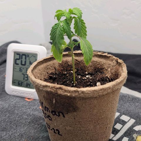 Pinkman Goo #1 growlog photo