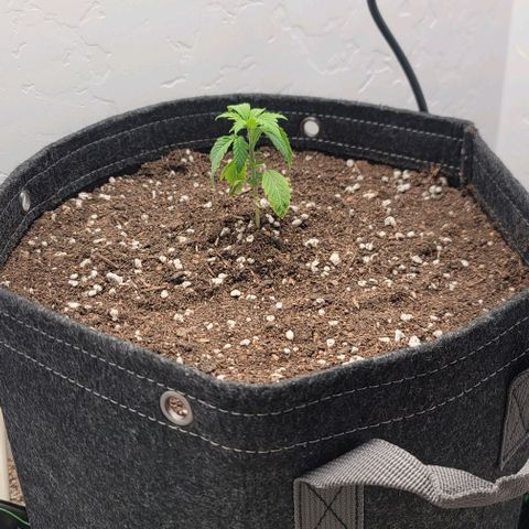 Pinkman Goo #1 growlog photo