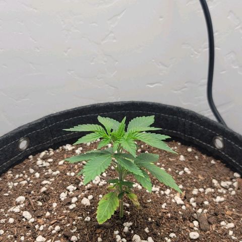 Pinkman Goo #1 growlog timeline photo