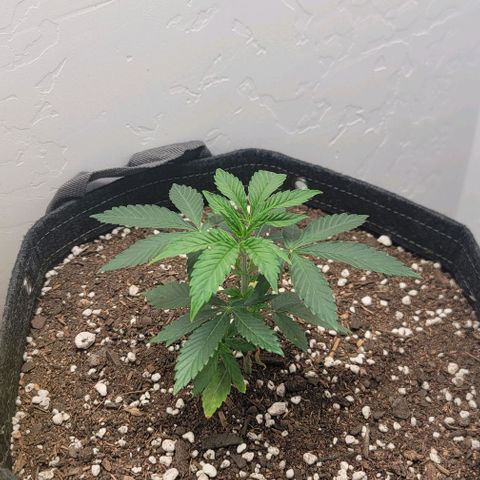 Pinkman Goo #1 growlog timeline photo