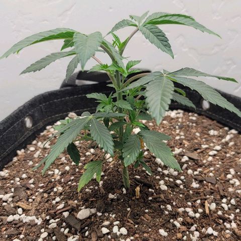 Pinkman Goo #1 growlog photo: Topped it and trying to root out the top that was cut