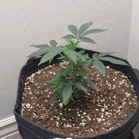 Pinkman Goo #1 growlog timeline photo