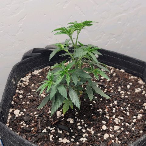 Pinkman Goo #1 growlog photo: Took top two fan leaf sites off so light can penitrate the bottom growth