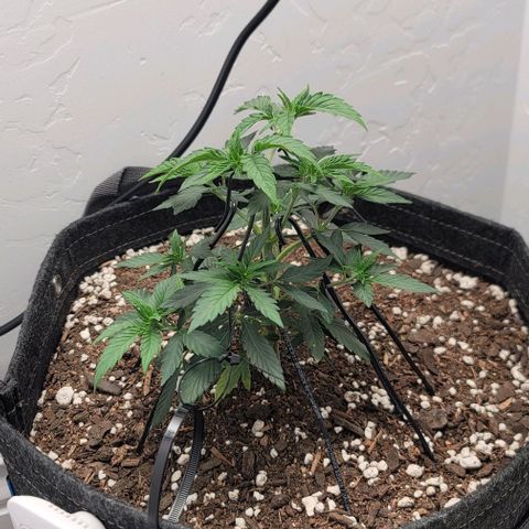 Pinkman Goo #1 growlog photo: Started LST