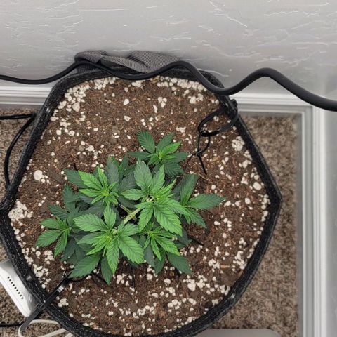 Pinkman Goo #1 growlog timeline photo