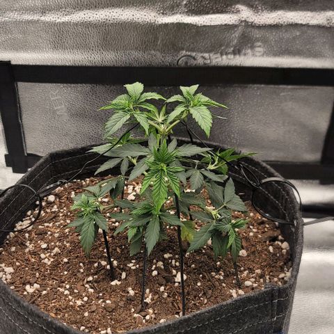 Pinkman Goo #1 growlog timeline photo