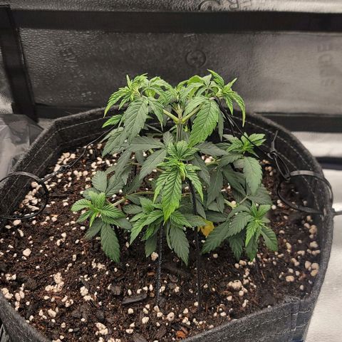 Pinkman Goo #1 growlog timeline photo