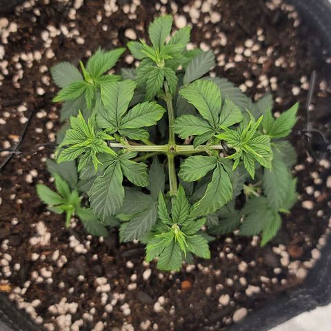 Pinkman Goo #1 growlog timeline photo