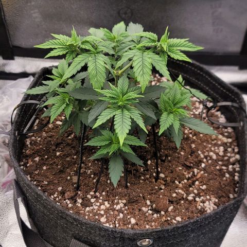 Pinkman Goo #1 growlog timeline photo