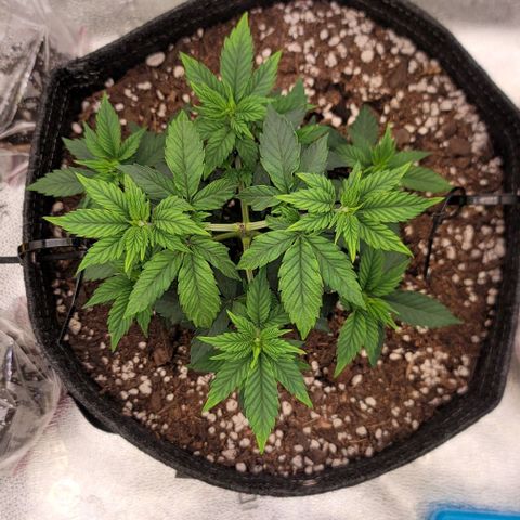 Pinkman Goo #1 growlog timeline photo