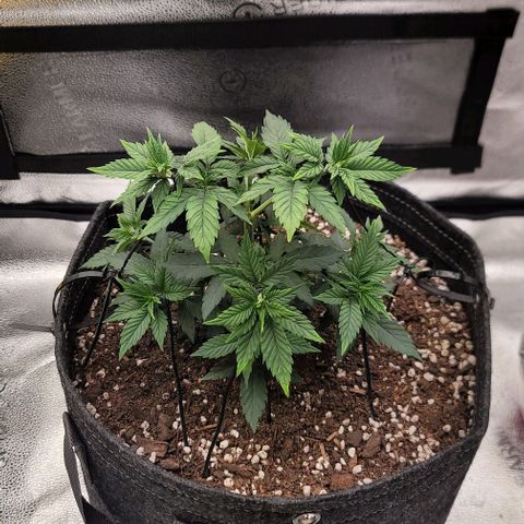 Pinkman Goo #1 growlog timeline photo