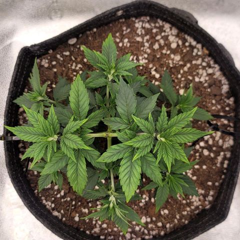 Pinkman Goo #1 growlog timeline photo