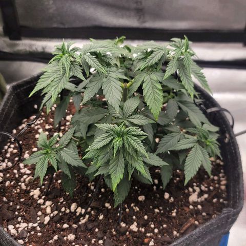 Pinkman Goo #1 growlog timeline photo