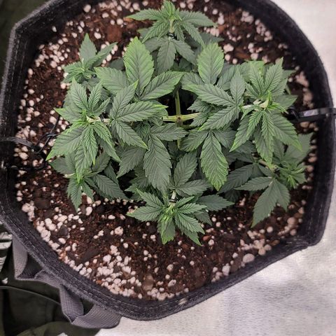 Pinkman Goo #1 growlog timeline photo