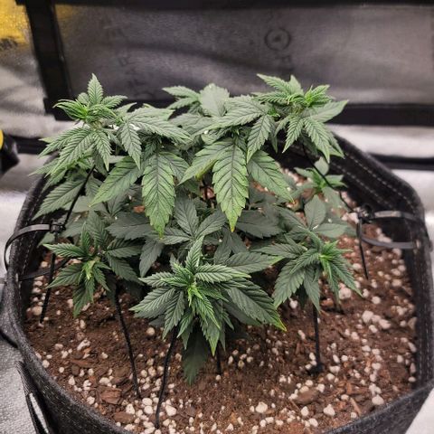 Pinkman Goo #1 growlog timeline photo