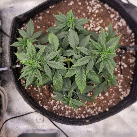 Pinkman Goo #1 growlog timeline photo