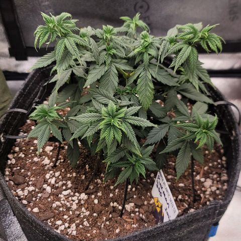 Pinkman Goo #1 growlog timeline photo