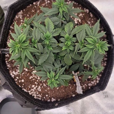 Pinkman Goo #1 growlog timeline photo