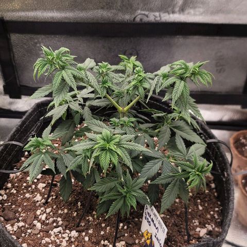 Pinkman Goo #1 growlog timeline photo