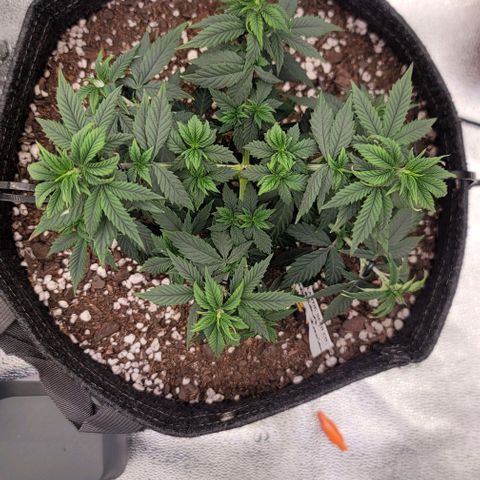 Pinkman Goo #1 growlog timeline photo