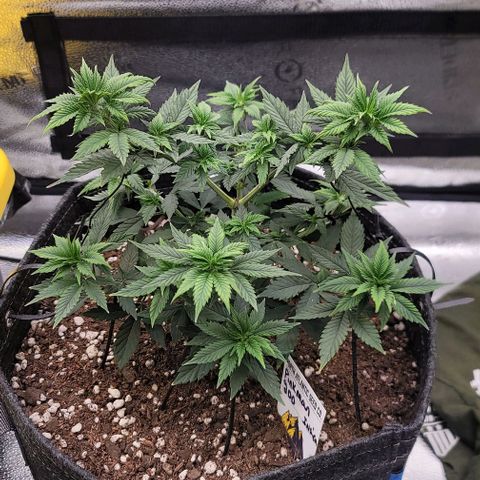 Pinkman Goo #1 growlog timeline photo