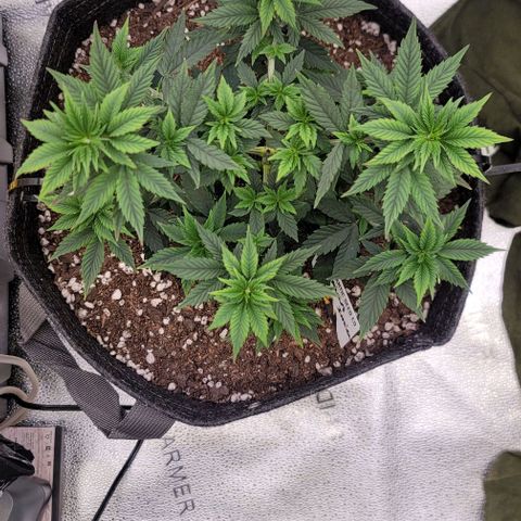 Pinkman Goo #1 growlog timeline photo