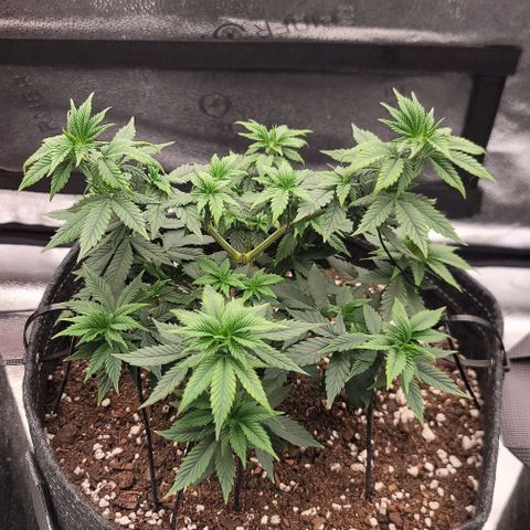 Pinkman Goo #1 growlog timeline photo