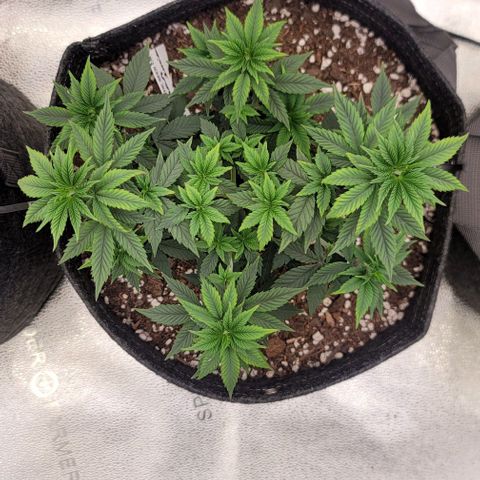 Pinkman Goo #1 growlog timeline photo