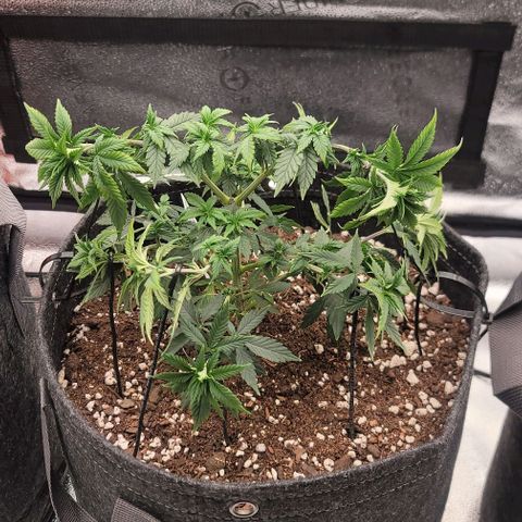 Pinkman Goo #1 growlog timeline photo