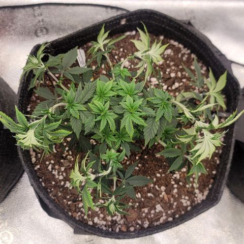 Pinkman Goo #1 growlog timeline photo