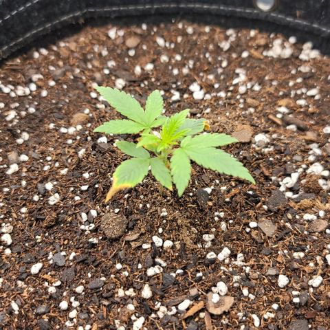 Northern Lights growlog timeline photo