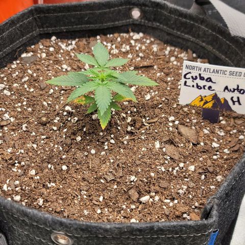 Cuba Libre growlog timeline photo