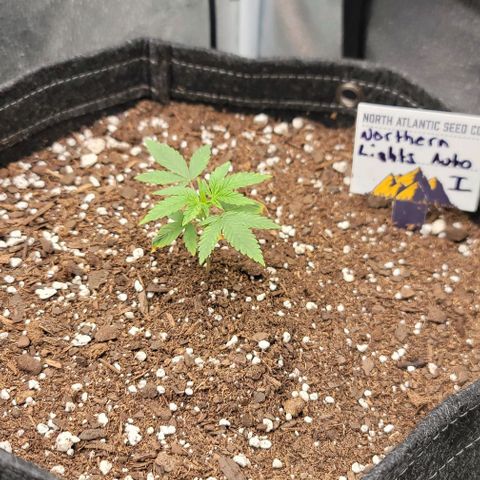 Northern Lights growlog timeline photo