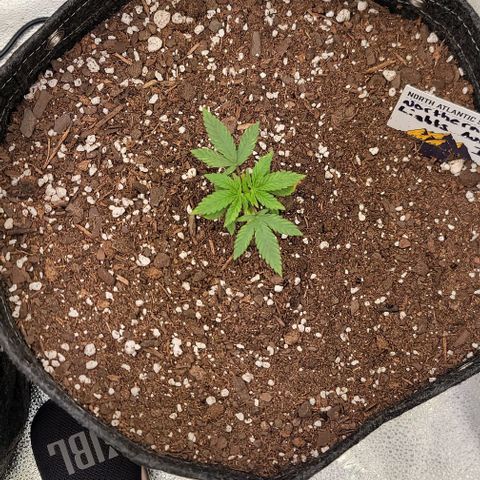 Northern Lights growlog timeline photo