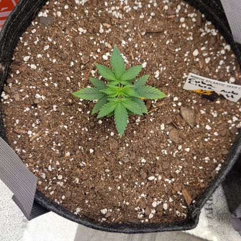 Cuba Libre growlog timeline photo