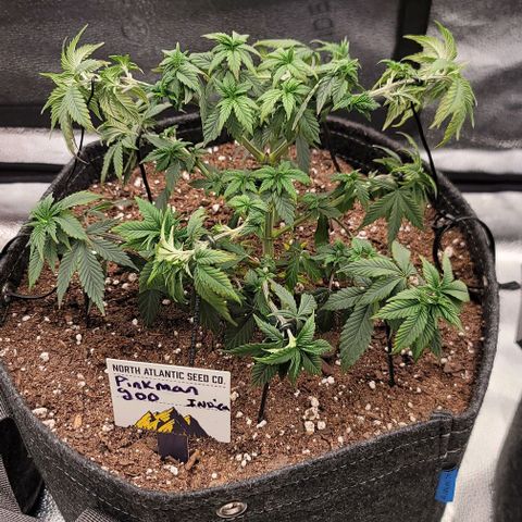 Pinkman Goo #1 growlog timeline photo