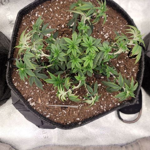 Pinkman Goo #1 growlog timeline photo