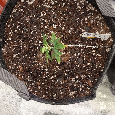 Cuba Libre growlog timeline photo